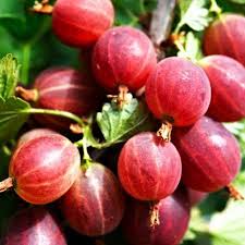 Egreš obyčajná(kríkový) (Ribes uva-crispa) "Invicta",  40-60cm, voľnokorenný