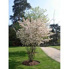 Muchovník lamarckov (Amelanchier lamarcki) 20-30, K2,5