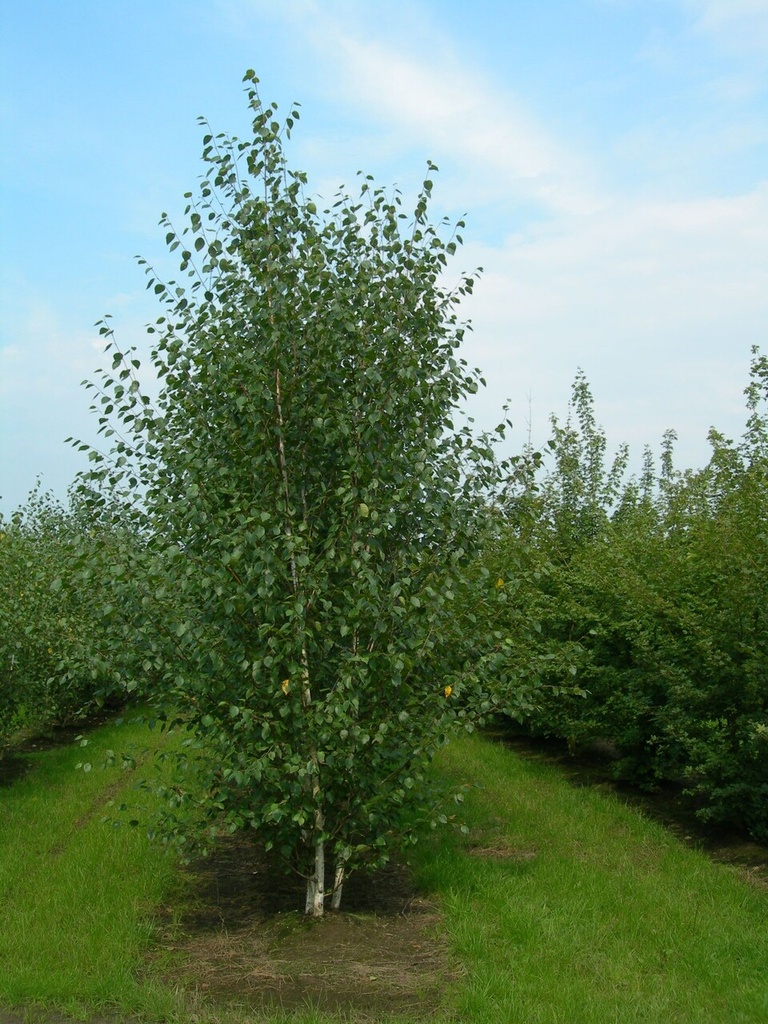Breza himalájska (Betula Jacquemontii) clt 50-70 250-300 m