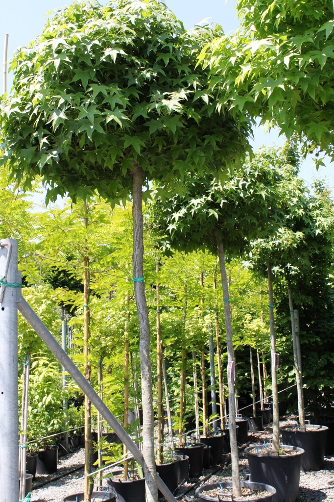 Liquidambar Styraciflua Gumball clt 30-3
