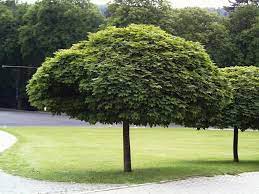  Javor dlaňolistý (Acer palmatus) "Globosum" 80 km