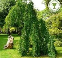 Cercidiphyllum japonicum Pendulum