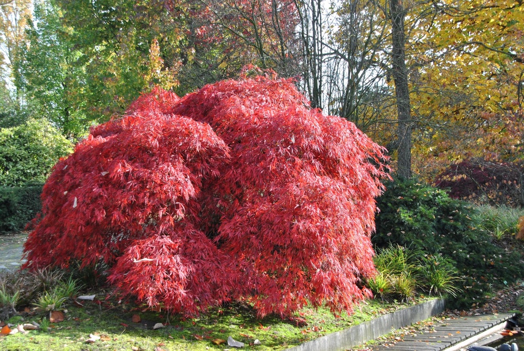Salix caprea Pendula 120km