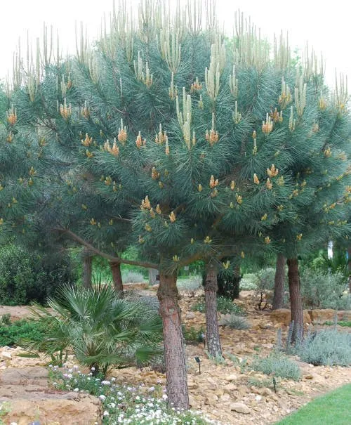 Pinus Pinea clt 18 125-150 10-12
