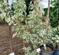 Acer negundo Flmingo K7,5
