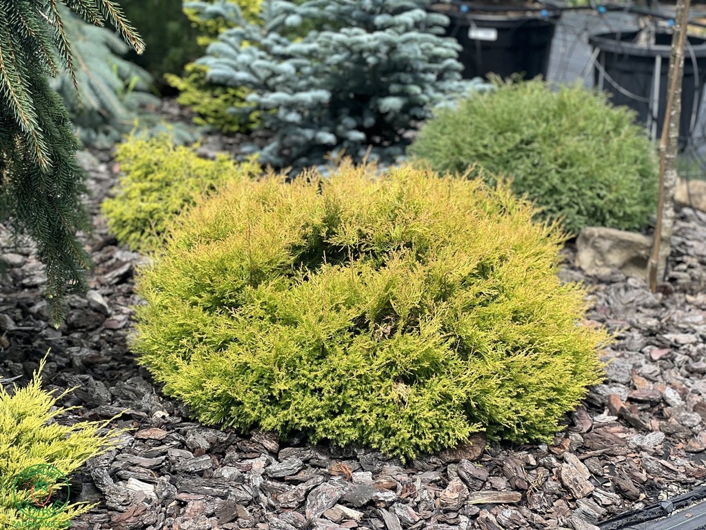 Tuja západná (Thuja occidentalis) "Rheingold"