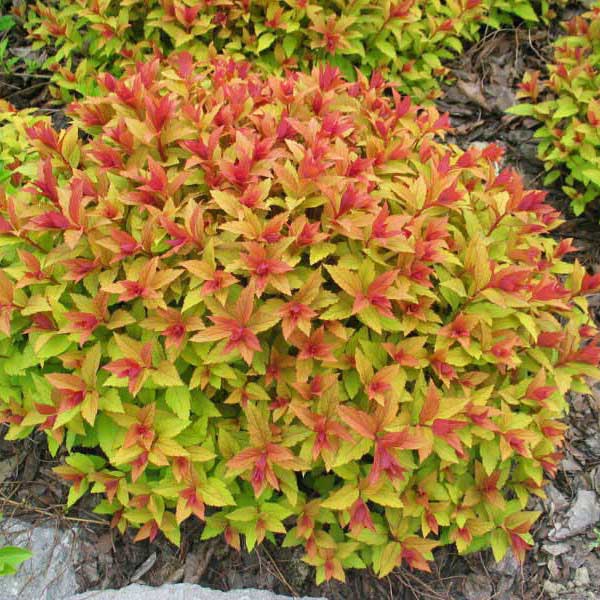Tavoľník japonský (Spirea japonica) "Goldflame"