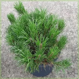 Pinus mugo pumilio