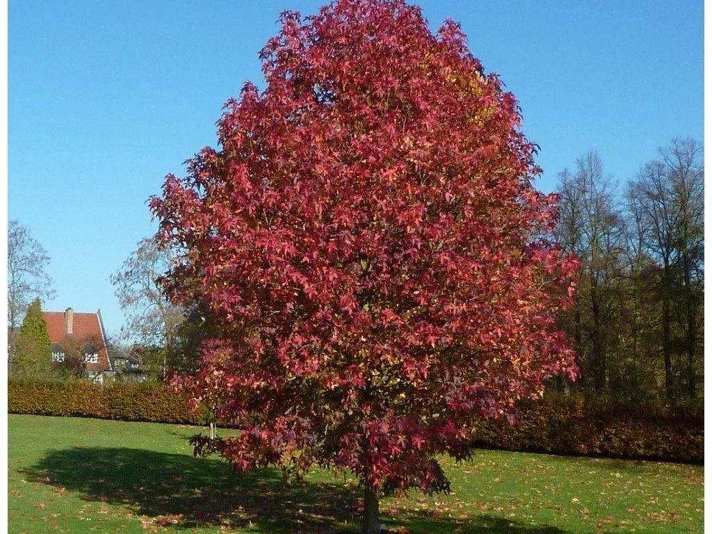 Ambrovník styraxový (Liquidambar Staraciflua) Clt.30 250-300