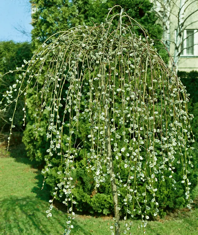 Vŕba rakytová (Salix caprea) "Pendula" 150km