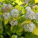 Tavoľa kalinolistá (Physocarpus opulifolius) "Nuget" Co2l