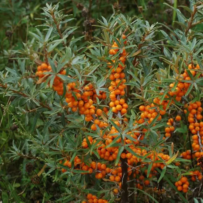 Rakytník (Hippophae) "Leikora" - samičí 20-30