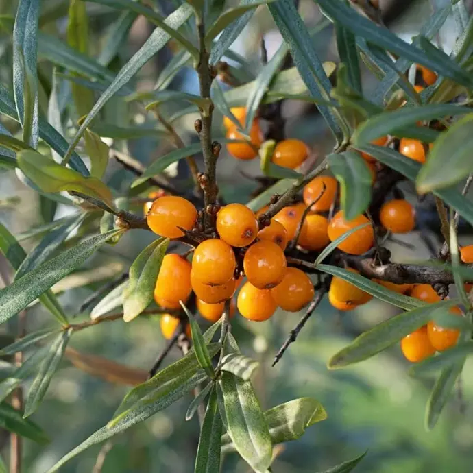 Rakytník (Hippophae) "Pollmix" samčí