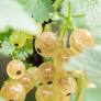 Ríbezľa biela (Ribes rubrum) "Whitte Hollander"