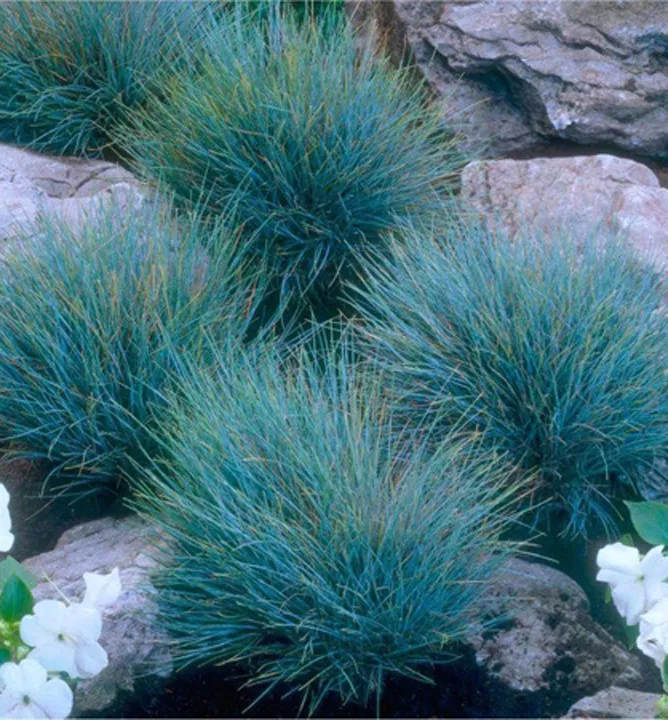 Kostrava sivá (Festuca glauca) "Elijah Blue "