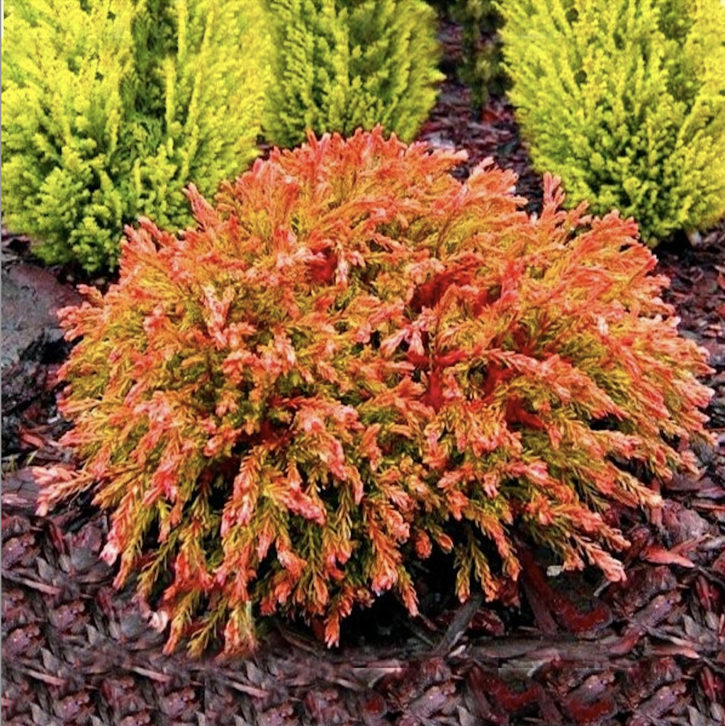 Tuja (Thuja occidentalis) "Goldem Tuffet"