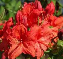 Azalka (Azalea) "Satan"