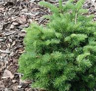 Jedľa plstnatoplodá (Abies lasiocarpa) "Green Globe"