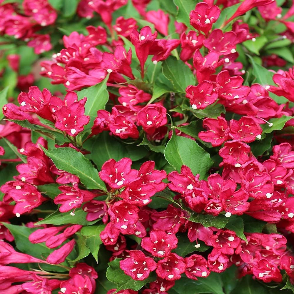  Vajgélia kvetnatá (Weigela) "Red Prince"