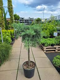 Juniperus Grey