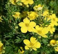 Nátržníkovec krovitý (Potentila fruticosa) "Goldteppich"