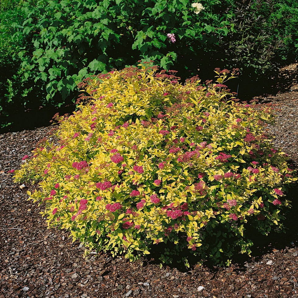 Tavoľník japonský (Spirea japonica) "Golden Princess"