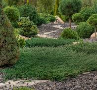 Juniperus comm. Green Carpet C7,5, 40