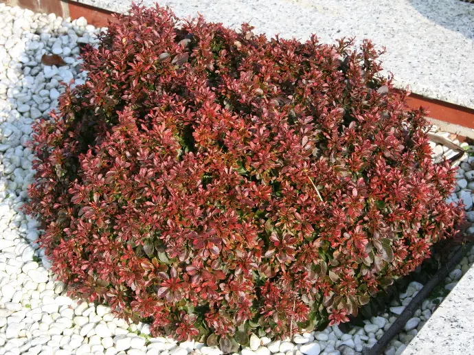 Berberis thunberengii "Atropurpurea Nana" K2,5 20/30