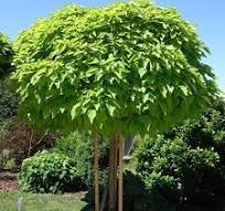 Katalpa (Catalpa Bungei) clt. 25-30 10-12 Alto Fusto