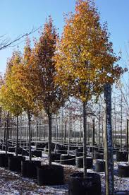 PYRUS CALLERIANA "Chanticleer" Clt.25, 200-250
