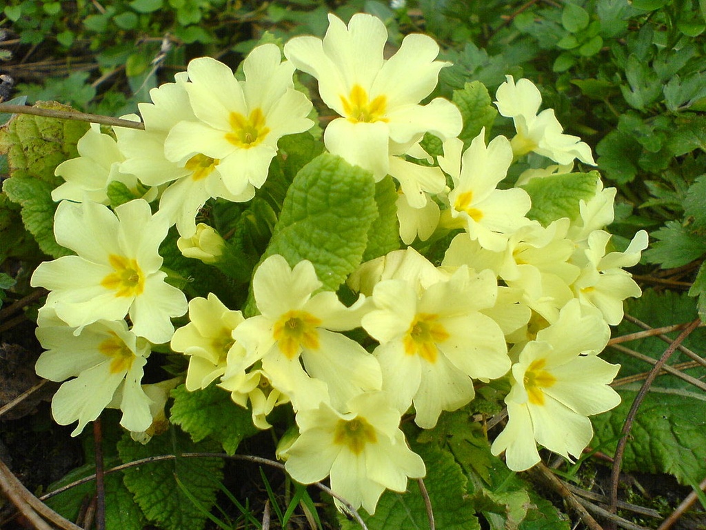 Prvosienka (Primula)