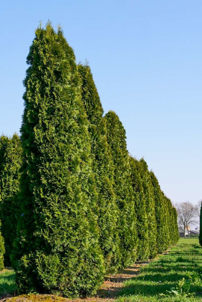 Tuja západná Thuja occidentalis smaragd, RB 150/170