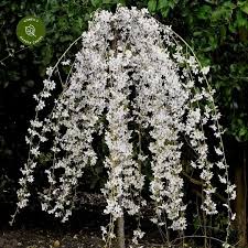 Čerešňa okrasná Prunus Snow Fountains 150 km