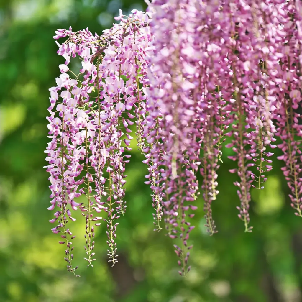 Vistéria kvetnatá (Wisteria floribunda Rosea