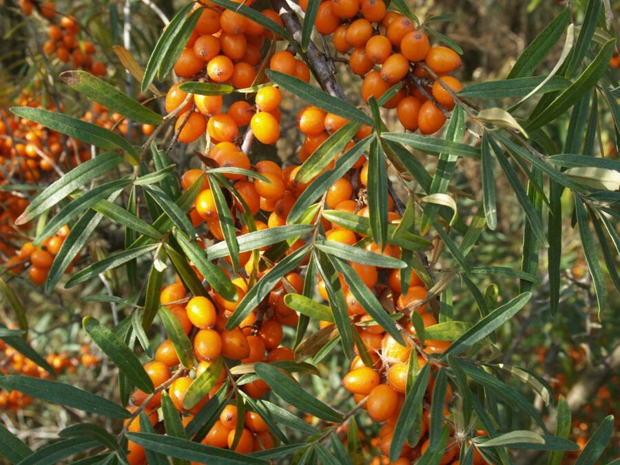Hippophae Polmix - samčí