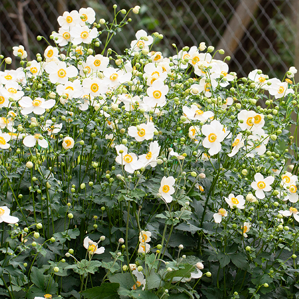 Veternica hupehenská "Rose Shades" (Anemone hupehensis)