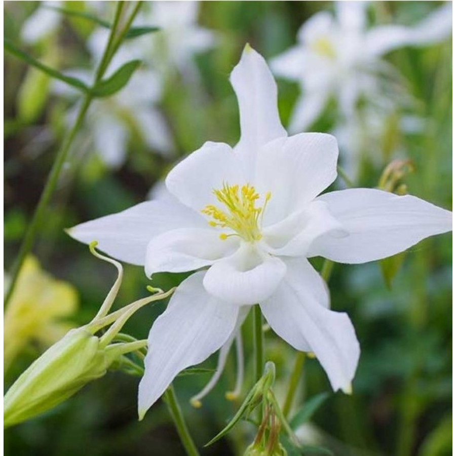 Aquilegia caerulea "Earlybird White"