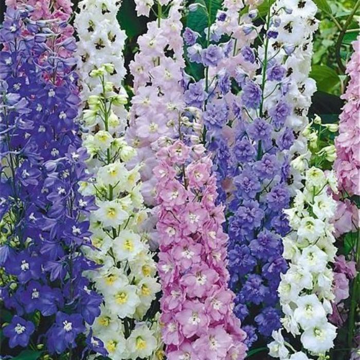 Delphinium cultorum "Magic Fountain"
