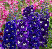 Delphinium cultorum "Sky Blue White"