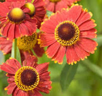 Helénium "Helene Red Shades" (Helenium autumnale)