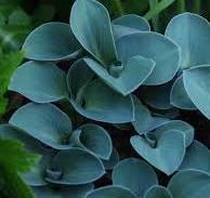 Hosta "Blue Mouse Ears"