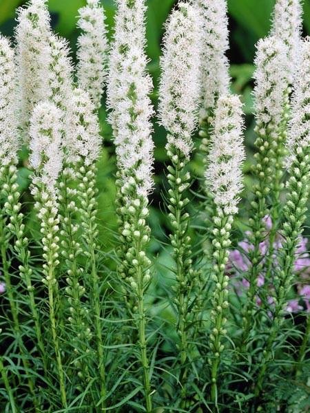 Liatra klasnatá "Floristan" (Liatris spicata)