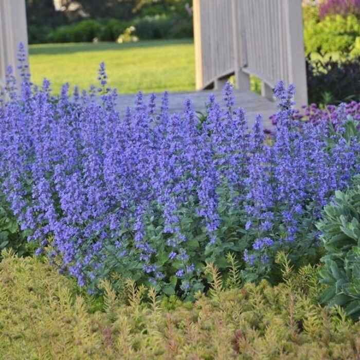 Nepeta faassenii