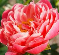 Paeonia hybrida "Coral Sunset"
