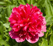 Pivonka Paeonia hybrida "Many Happy Returns"