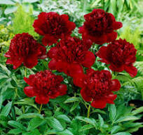 Paeonia hybrida "Red Charm"
