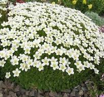 Saxifraga arendsii "Rockies White"