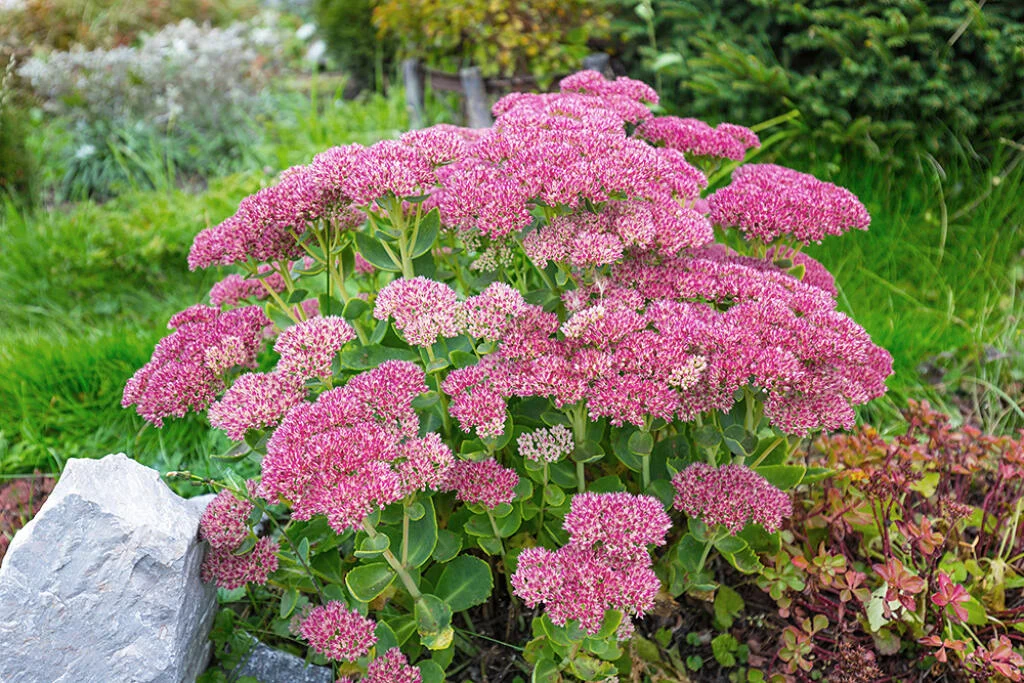Sedum telephium "Autumn Joy"