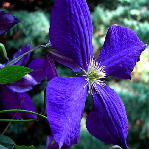 Plamienok  Clematis "Cassandra"