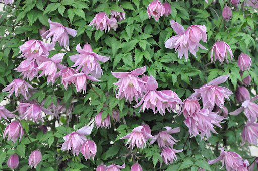 Plamienok (Clematis) "Markhamps Pink"